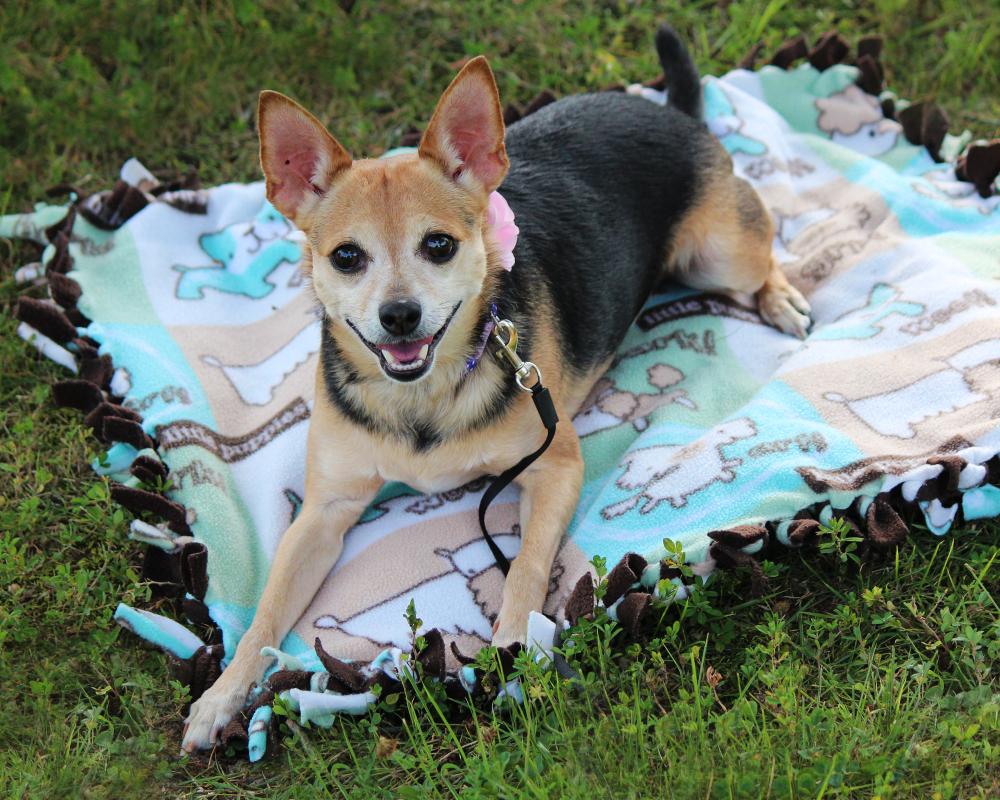 Содержание чорки