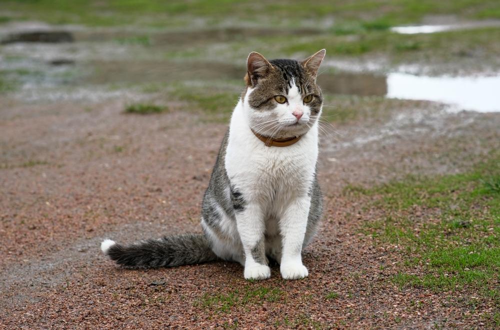 Причины недержания мочи у котов Причины недержания мочи у котов