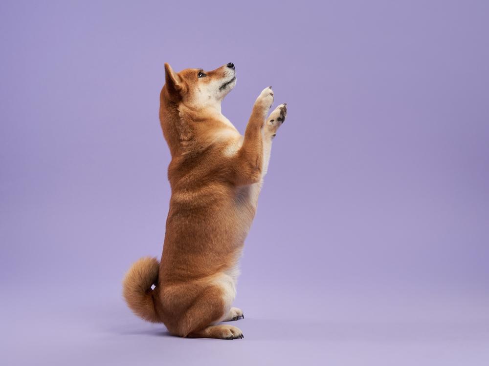 Отучение сиба-ину от вредных привычек Отучение сиба-ину от вредных привычек