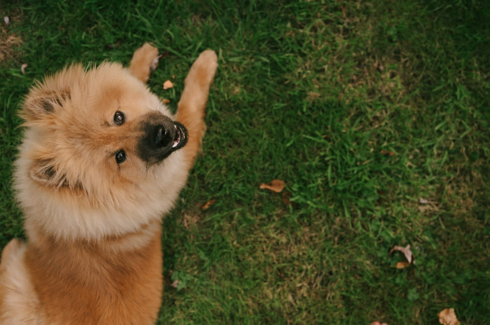 Евразиер отличается умом