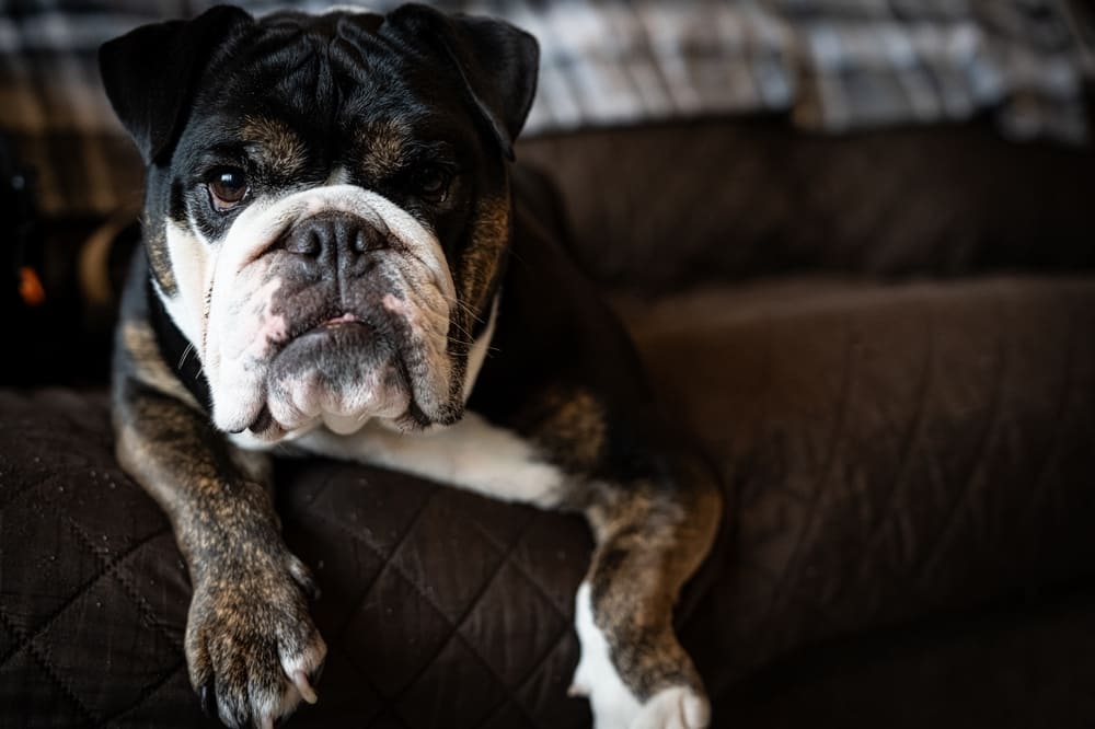 Уши английского бульдога нуждаются в уходе