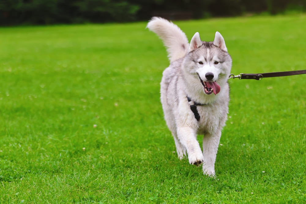 Стресс влияет на то, сколько проживет хаски