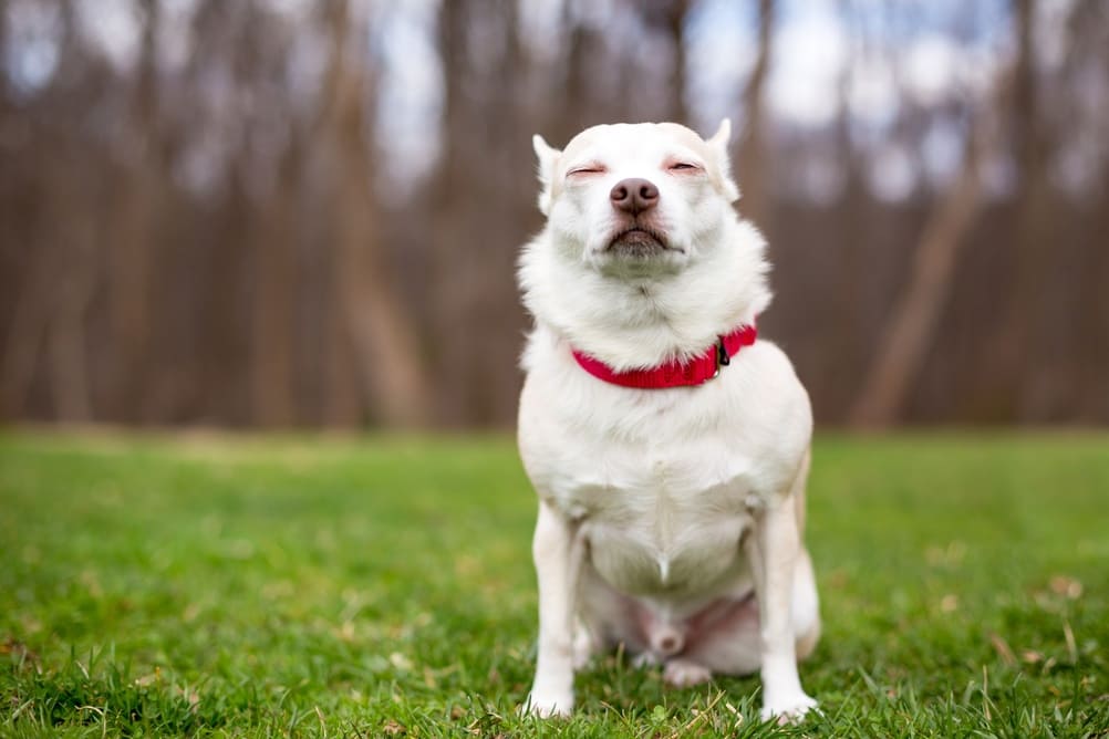 Чихуахуа могут проявлять недоверие к чужим