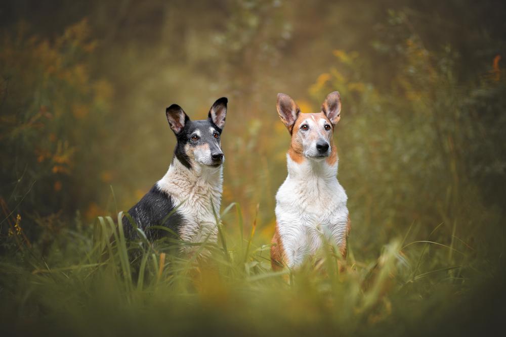 Характер гладкошерстного колли