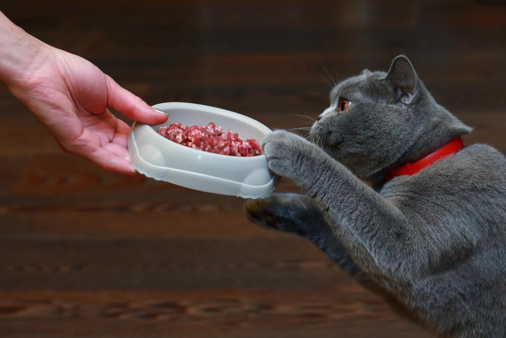 Возможные проблемы при переводе кошки на натуральное питание Возможные проблемы при переводе кошки на натуральное питание