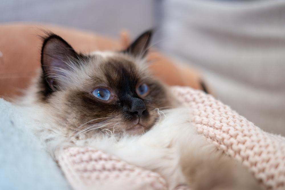 кошки, похожие на сиамскую: гималайская кошка.jpg кошки, похожие на сиамскую: гималайская кошка.jpg