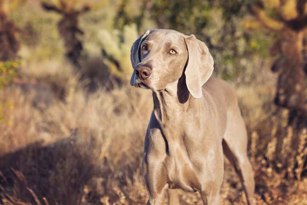 Портрет веймаранера