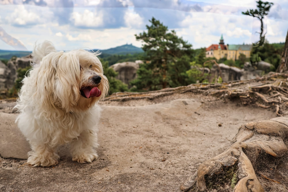 Котон-де-тулеар нуждается в уходе за шерстью
