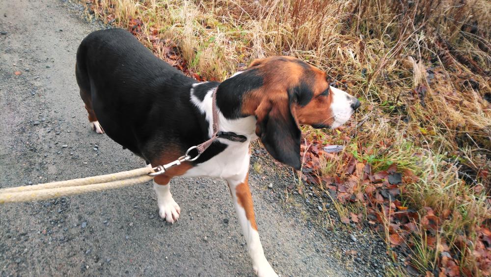 Воспитание и дрессировка финской гончей 