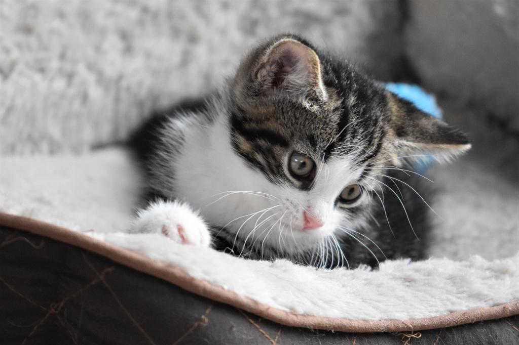 Интересные имена для кошек-девочек по окрасу