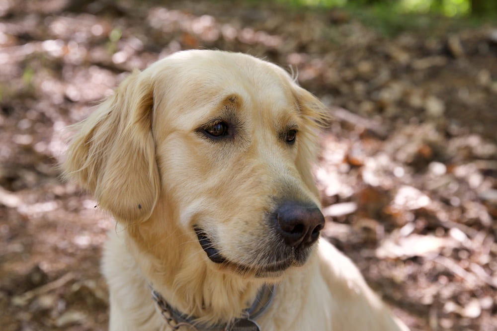 У золотистых ретриверов есть болезни, связанные с генами