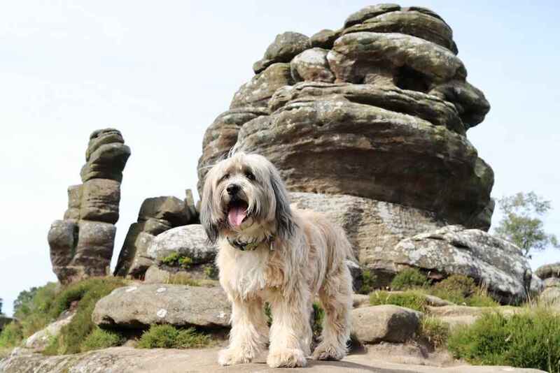 Какой уход нужен тибетскому терьеру?