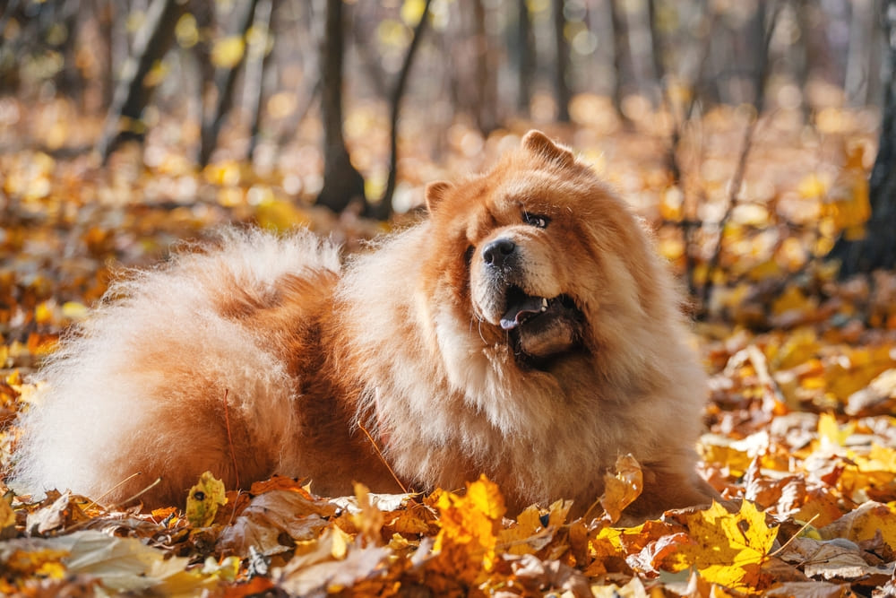 Профилактика болезней влияет на то, сколько живут чау-чау