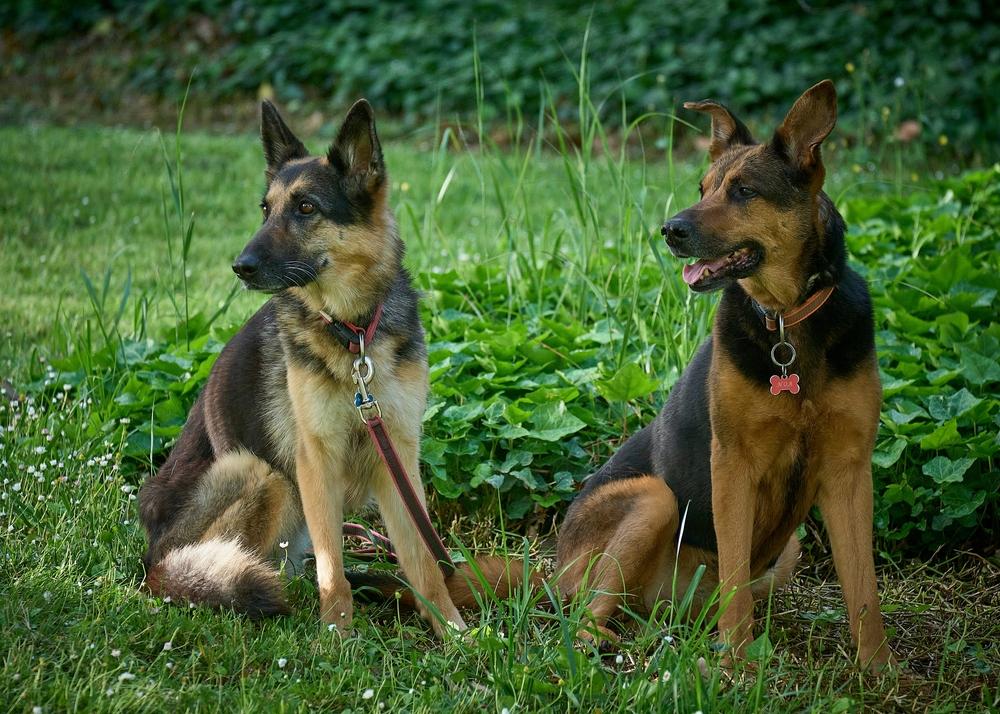 Какой характер у немецкой овчарки рабочего разведения?