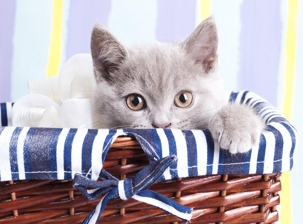 Что делать, если котенок не слушается хозяина? Что делать, если котенок не слушается хозяина?
