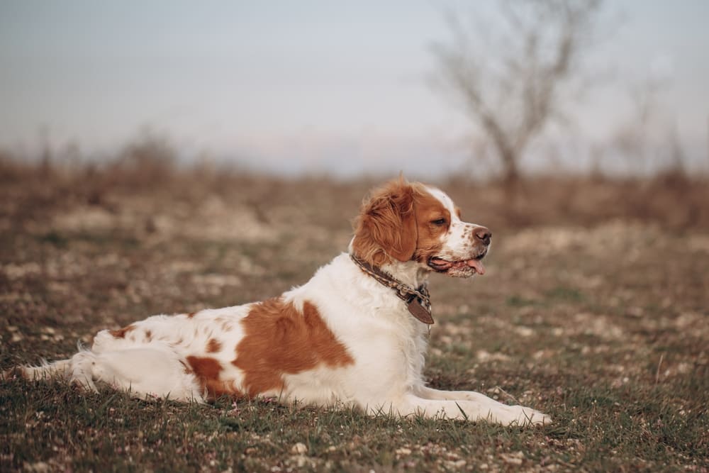За когтями бретонского эпаньоля нужно ухаживать