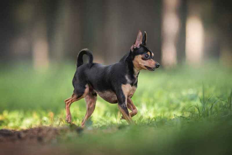 Вес русского той-терьера зависит от породной разновидности