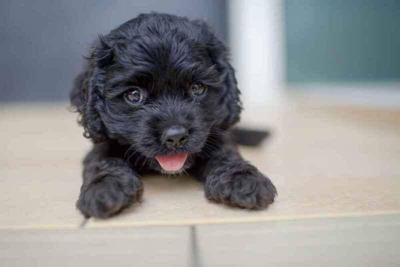 Вес американского кокер-спаниеля зависит от многих факторов