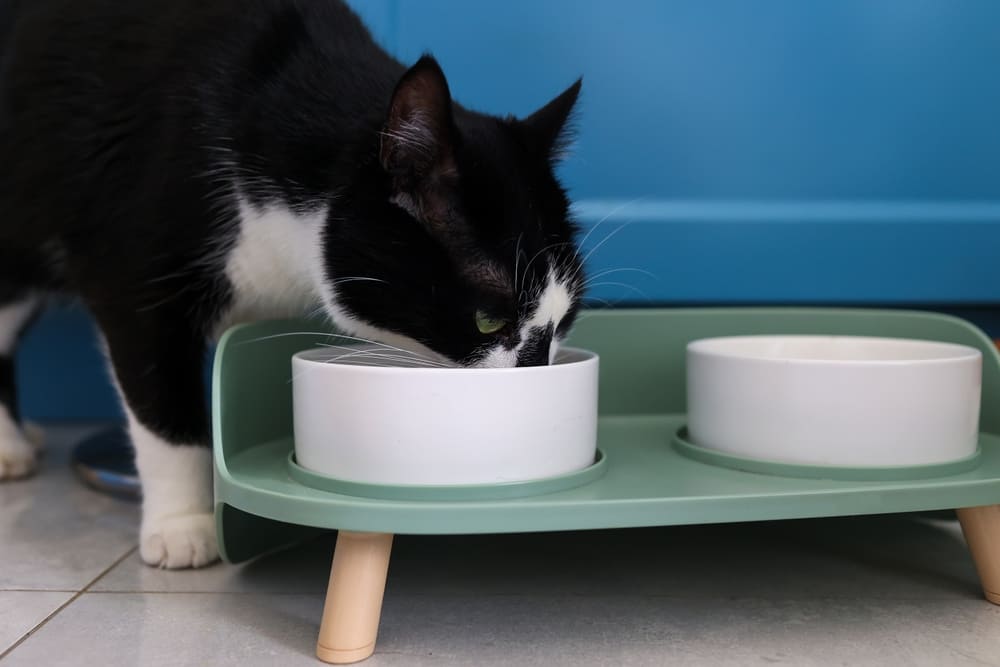 Надо точно знать, можно ли вашей кошке соль