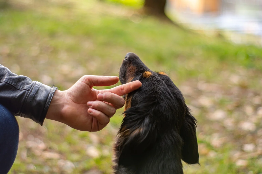 Опасность сальмонеллеза у собак  Опасность сальмонеллеза у собак
