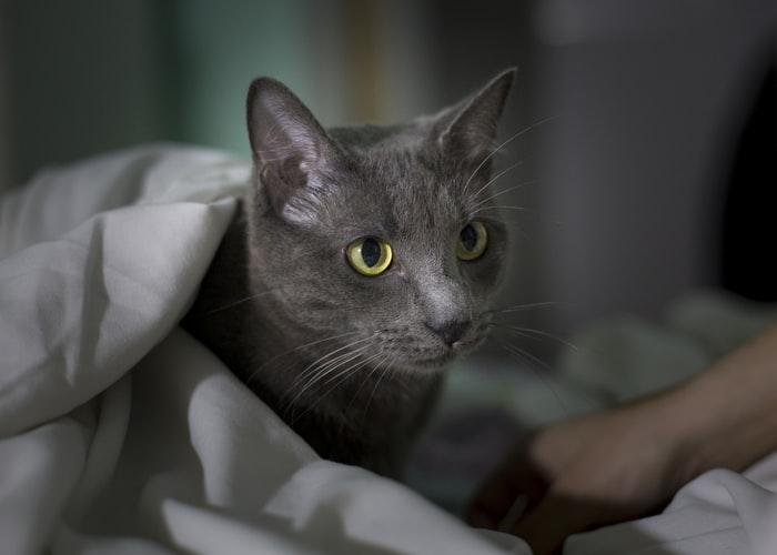 Хозяева наблюдают, почему кошки ложатся на человека