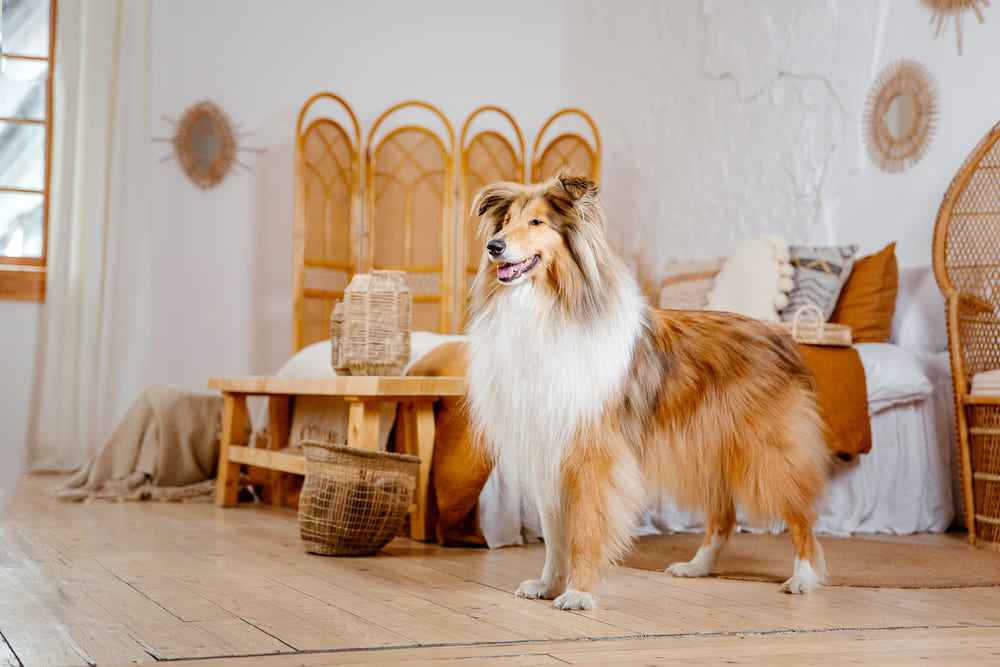 Колли считаются хорошими компаньонами