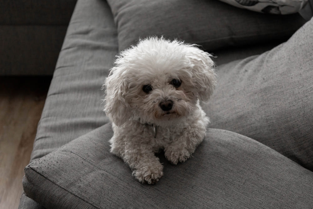 Купать итальянских болонок нужно пару раз в месяц