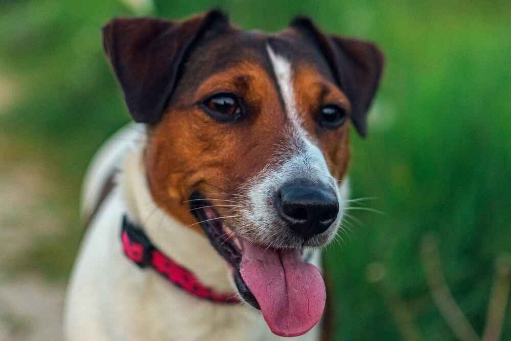 Владельцу надо следить, сколько длится беременность у джек-рассел-терьера