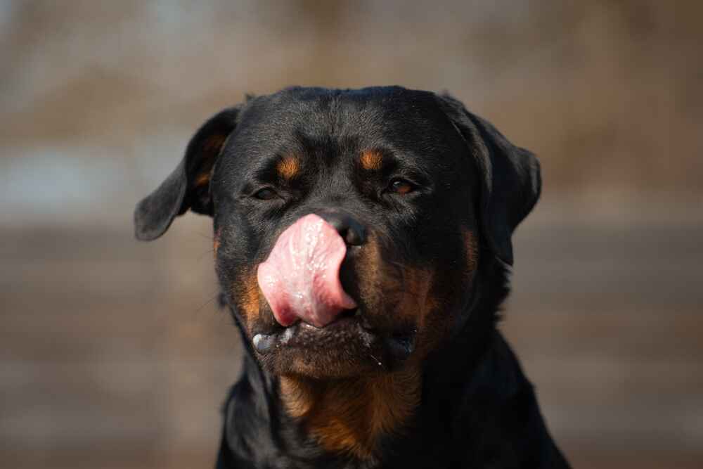 Хозяину важно знать, сколько длится беременность у ротвейлера