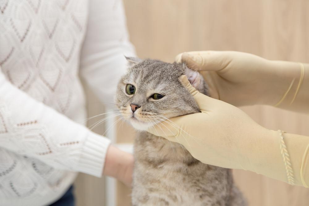 Когда может потребоваться лечение котам-брахицефалам