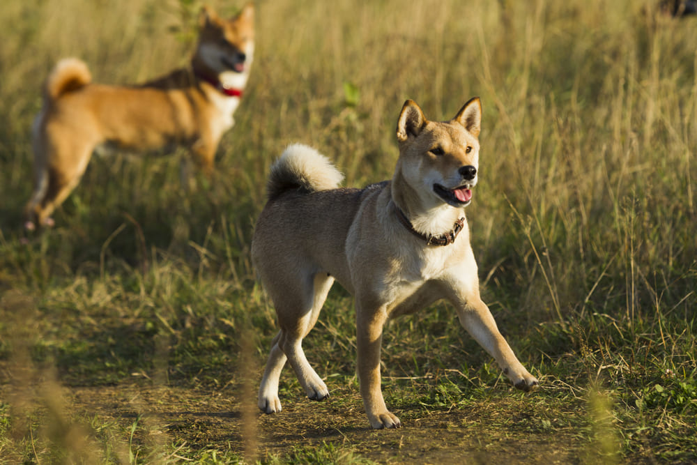 Гигиена влияет на то, сколько живут сиба-ину