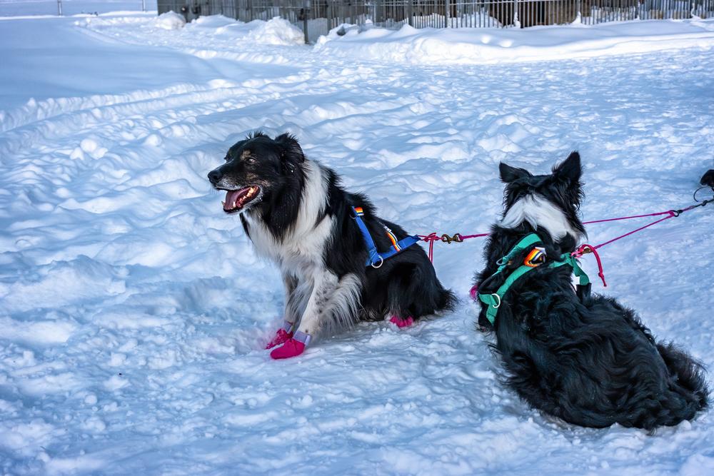Непризнанные разновидности хаски: маккензи-ривер