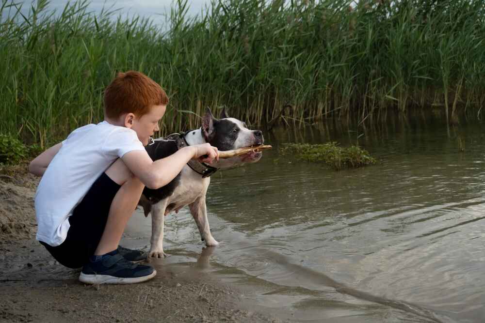 Владельцу полезно знать, сколько этапов взросления проживают американские стаффордширские терьеры