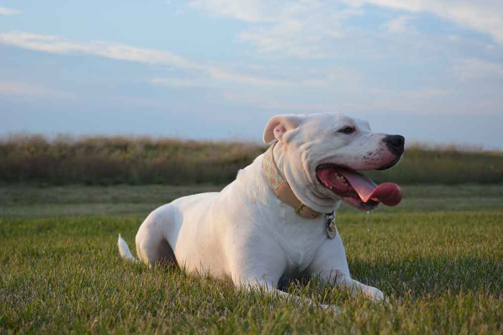 Активность влияет на то, сколько проживет американский бульдог