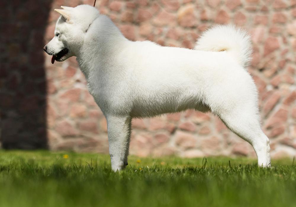 Внешность собаки хоккайдо