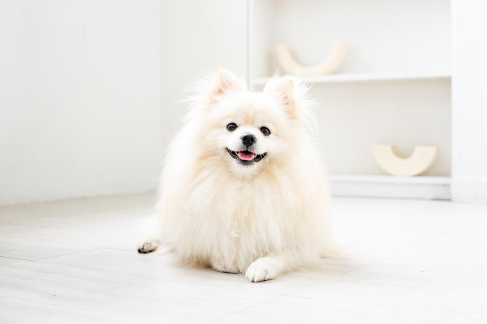 Особенности кормления шпица лисьего типа