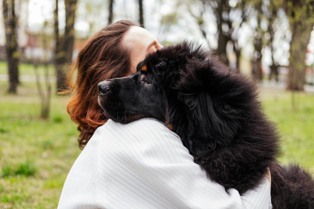 Тибетские мастифы склонны к болезням глаз