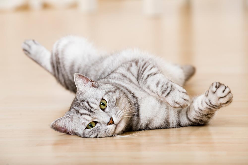 Самые необычные окрасы кошек с рисунком: серебристый табби Самые необычные окрасы кошек с рисунком: серебристый табби