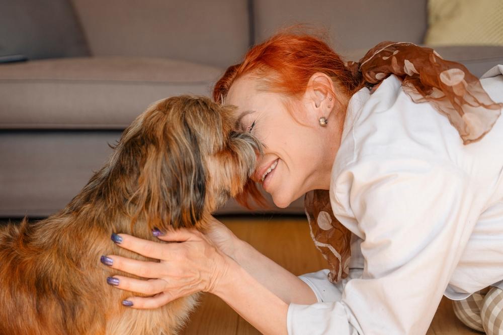 Ши-тцу коричневого окраса