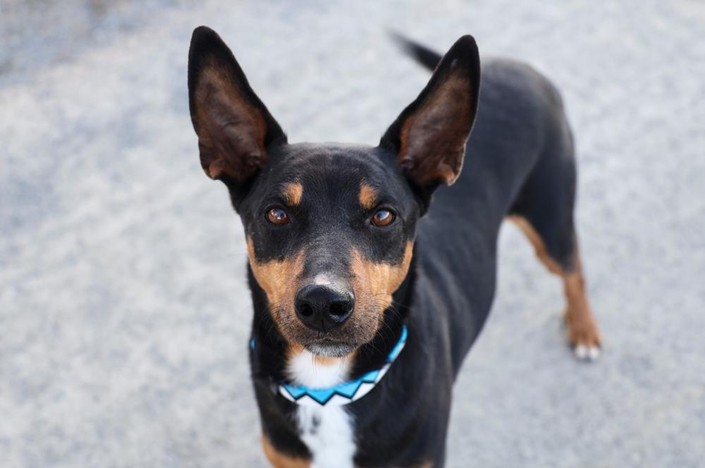 как дрессировать немецкого пинчера