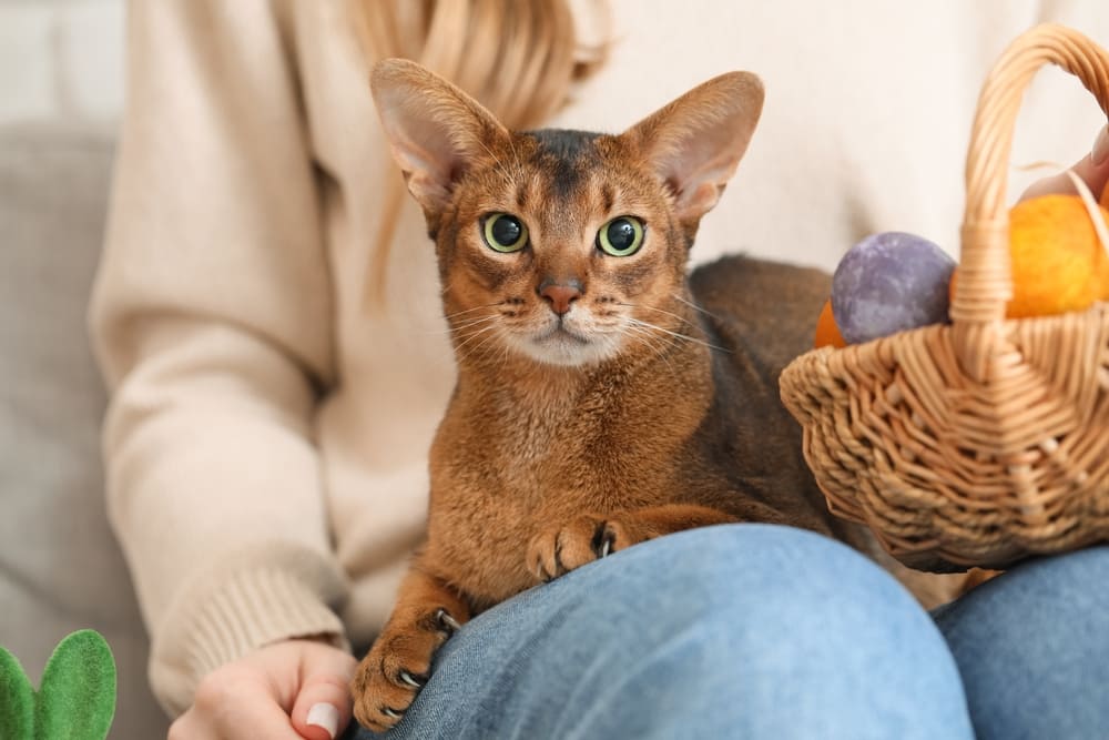 Течка у абиссинской кошки начинается после полового созревания