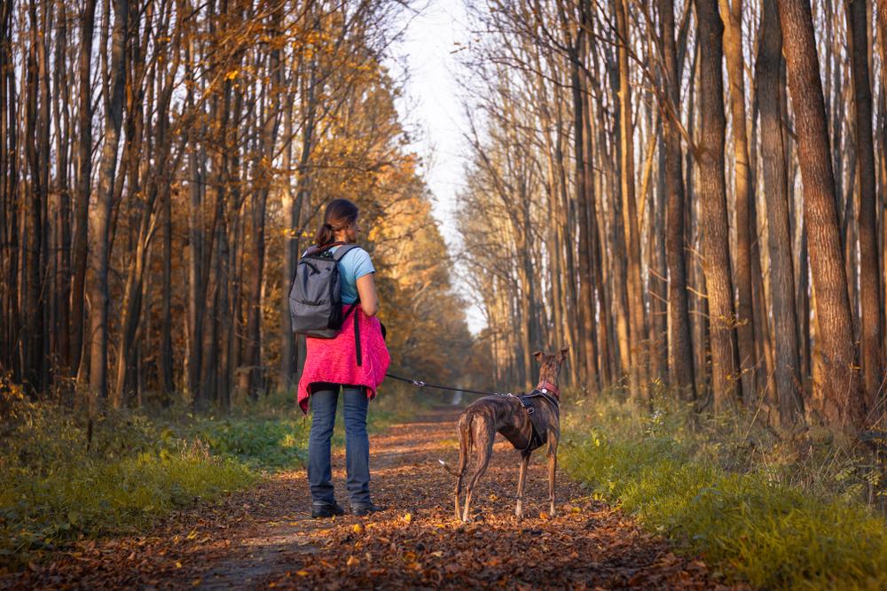 Выгул и активность испанского гальго