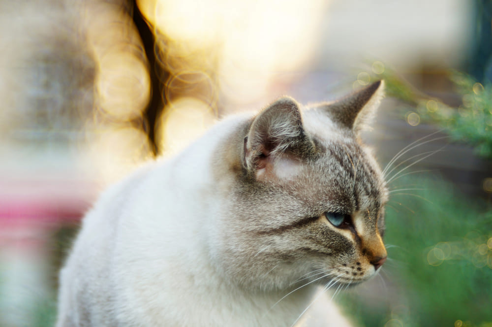 У тайских кошек есть генетические болезни