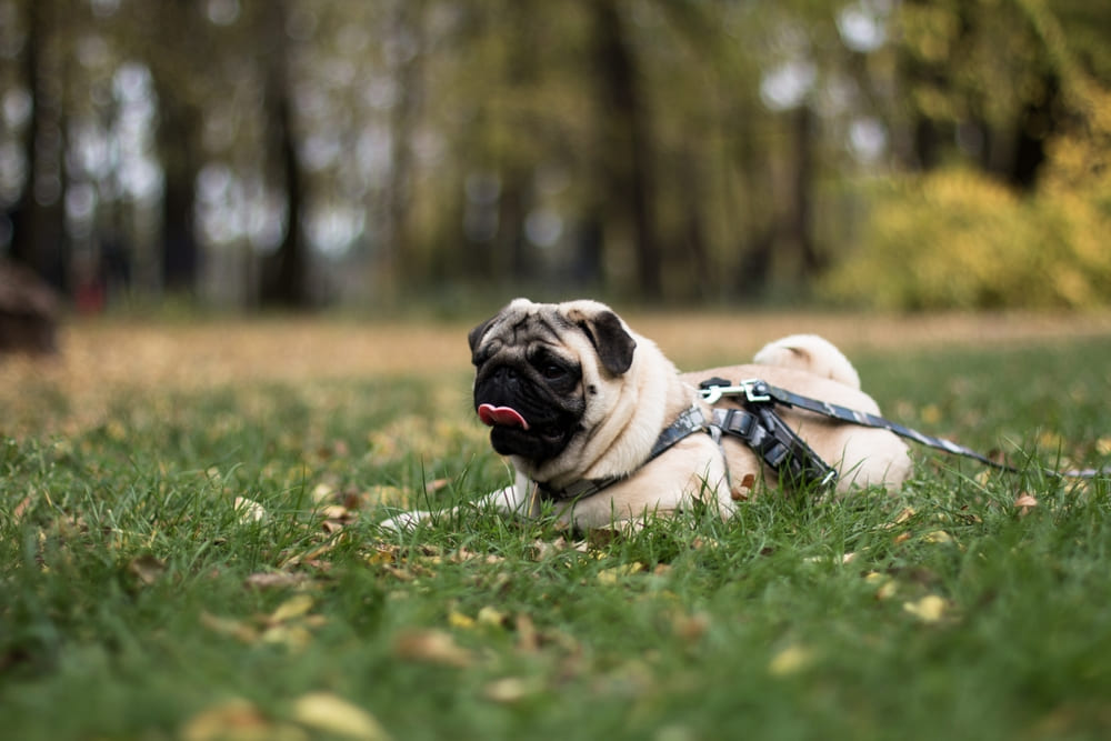 Владельцу важно знать, сколько весит мопс в норме