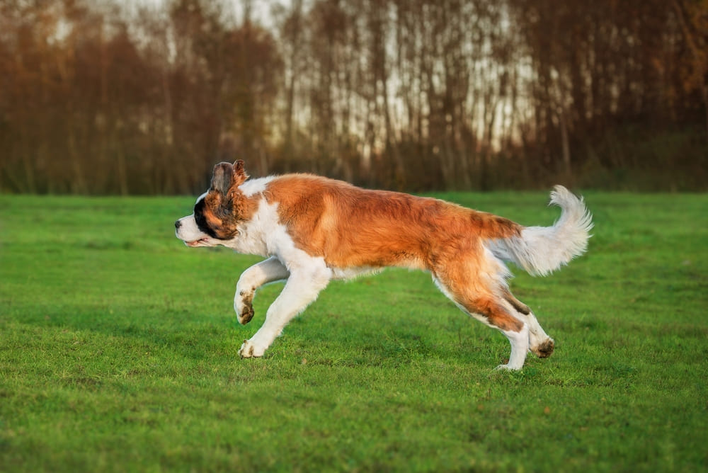На то, сколько весит сенбернар, влияют разные факторы