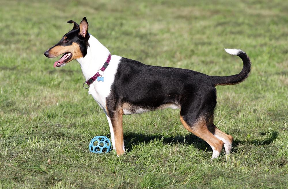 Выгул и активность гладкошерстного колли