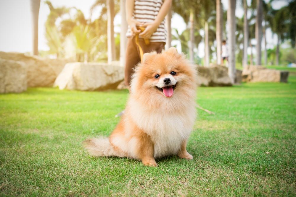 Воспитание щенка померанского шпица