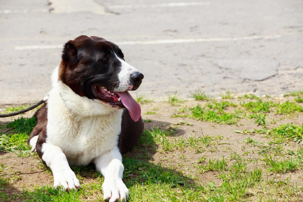 Как назвать алабая-девочку согласно характеру Как назвать алабая-девочку согласно характеру