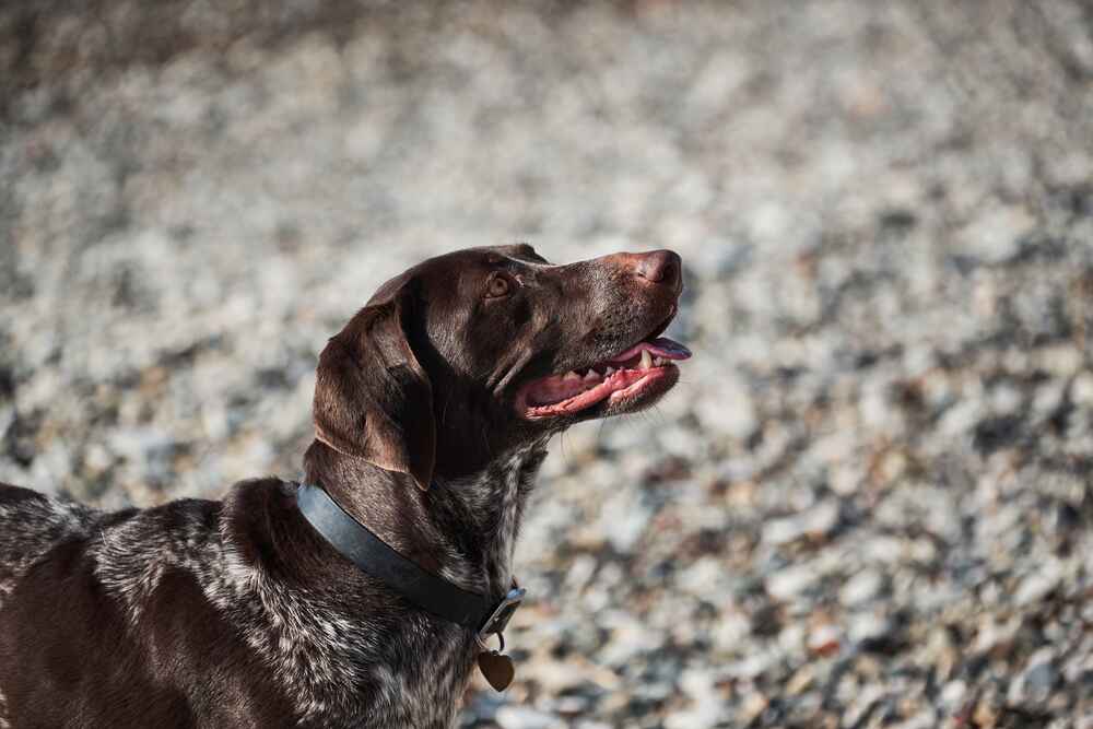 Кастрация может влиять на то, сколько может прожить курцхаар