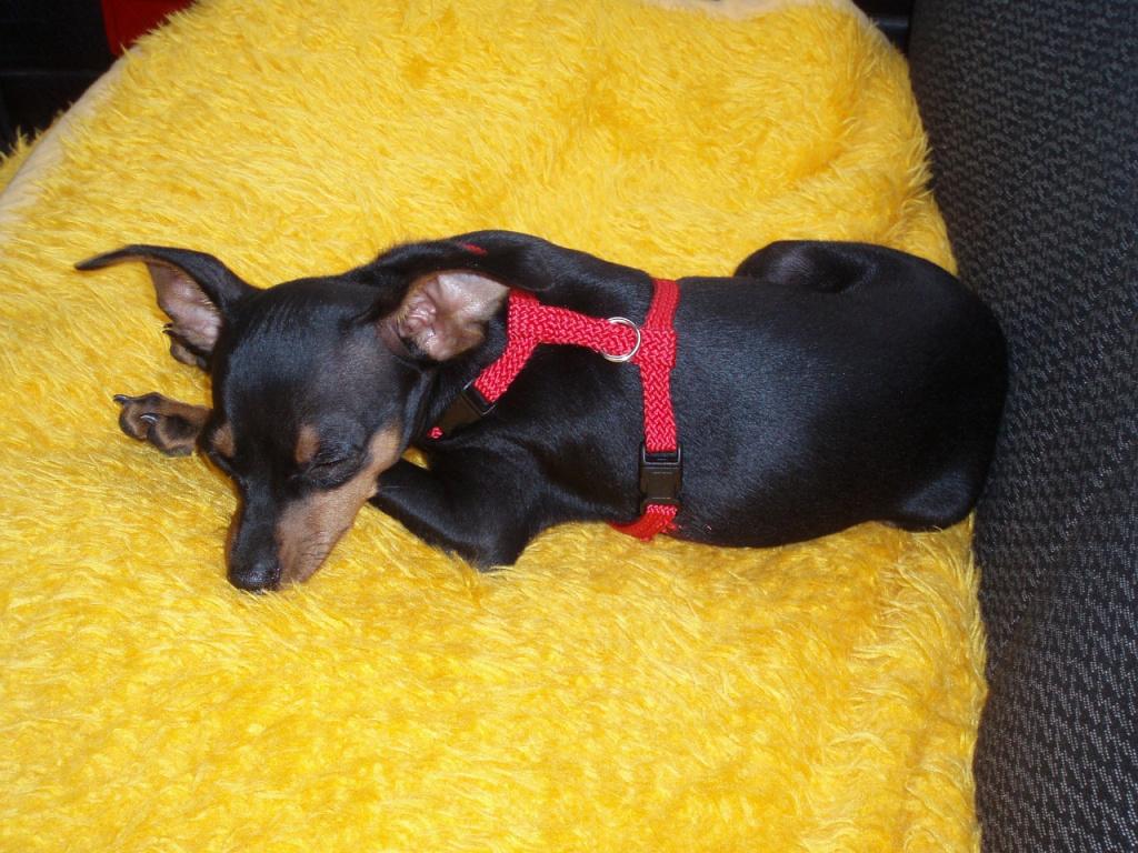 Рекомендуемый режим дня для собаки Рекомендуемый режим дня для собаки